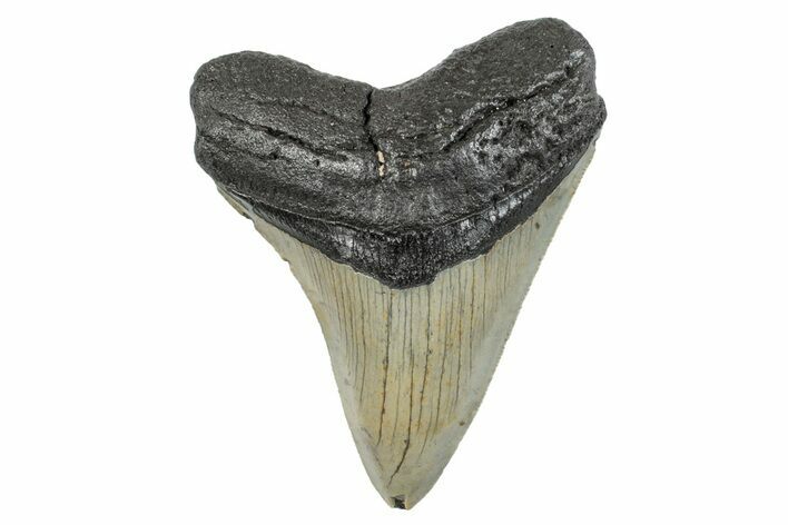 Serrated, Fossil Megalodon Tooth - North Carolina #274000